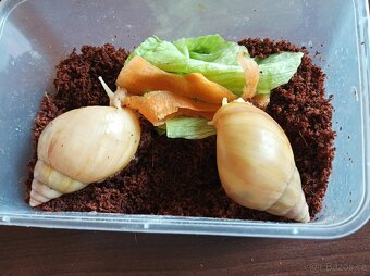 Africký šnek - Lissachatina fulica full albino - 2