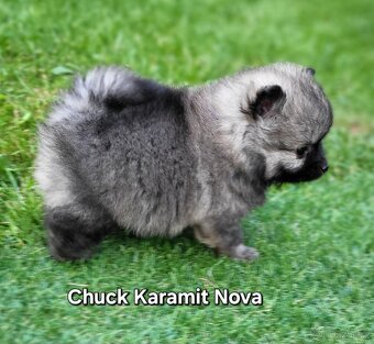 Německý špic trpasličí, není to pomeranian s PP FCI - 2