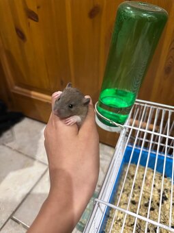 Potkani mláďata dumba - 2