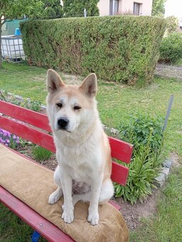 Akita Inu - 2