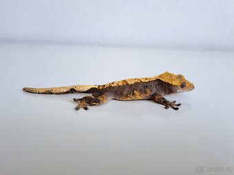 pagekon řasnatý. - 2