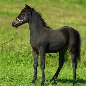Letošní hřebeček minihorse - REBELION B - 2