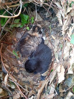 Daruji koťata krásná - 2