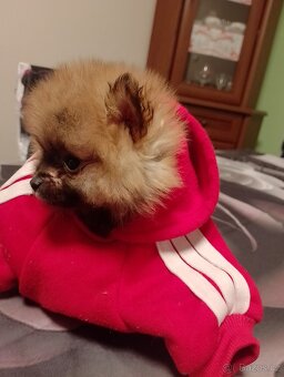 Pomeranian mini - 2