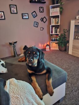 Štěně rotvajlera - 2