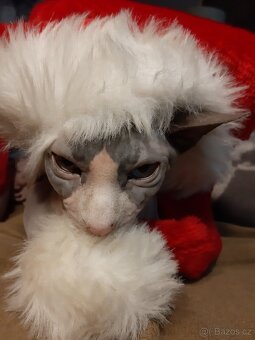 KANADSKÝ SPHYNX - 2