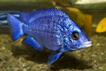 Placidochromis phenochilus Mdoka “White Lips” - 2