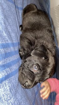 Prodám štěně Cane Corso - 2