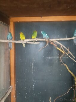 kakariky - 2