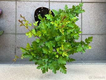 Bonsai, Bonsaj, jamadori, hloh - 2