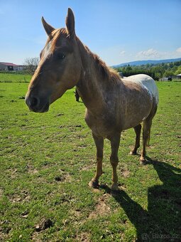 Appaloosa valach 3 roky - 2