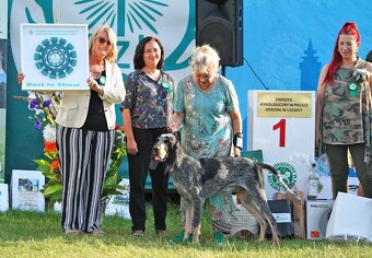 Velký gaskonský pes s PP FCI jako bracco italiano bloodhound - 2