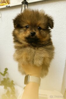Štěňátka - Pomeranian - 2