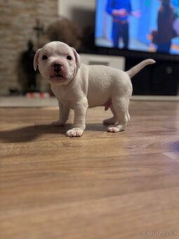 Štěňátko stafordšírský bulteriér s PP pes - 2