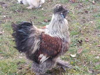 Hedvabnička zdrobnělá - 2