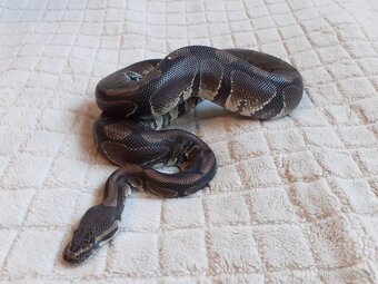 Užovky červené, krajta královská - 2