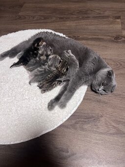 Britská krátkosrstá kočička - 2