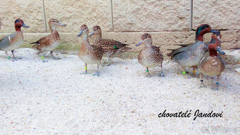 Kachničky karolinské - 2