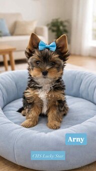 Jorkšírský teriér  - Brno - 2