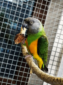 Papoušek senegalský samec KOUPÍM - 2