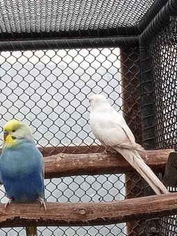 Papoušek zpěvavý - 2