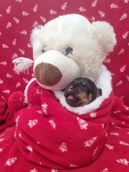 štěně rotvajlera - 2