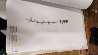 Herbář rostlin - 2