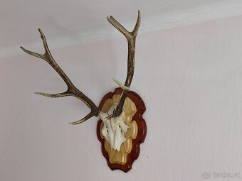 JELENÍ PAROŽÍ - 2