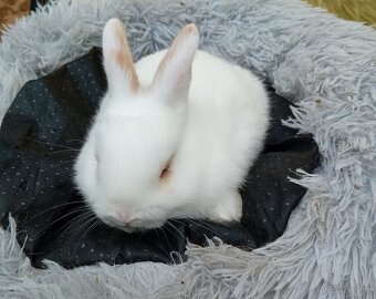 Zakrsli kraličci vrh E - 2