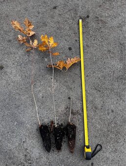 Obalovane Sazenice do lesa. Doprava ZDARMA - 2