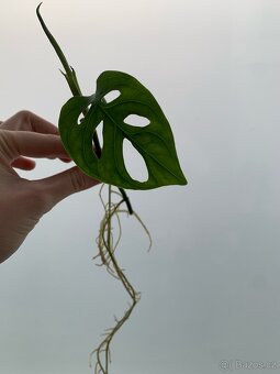 Monstra adansonii - 2