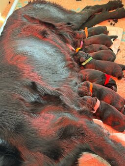 Flat Coated Retriever - štěňátka s PP - 2