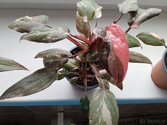 PHILODENDRON RŮŽOVÁ PRINCEZNA - 2