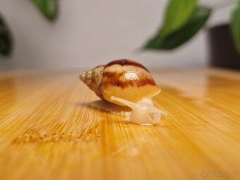 Lissachatina Fulica Jade - 2