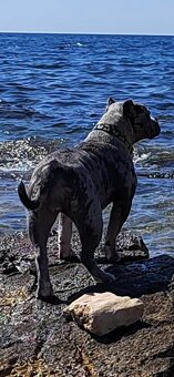 American Bully Pocket- Standart - 2