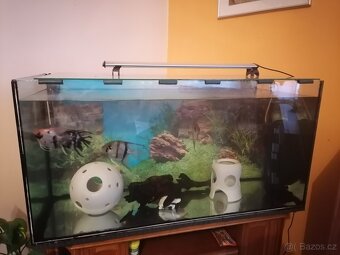 Prodám rybičky s příslušenstvím - 2