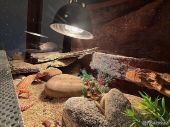 Terárium 120x50x50 s australským pozadím - 2