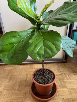 Pokojové rostliny - 2