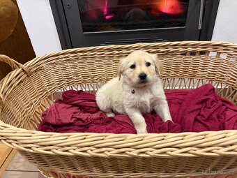 Labradorský retriever bez PP - 2