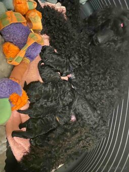 Pudl střední černý - 2