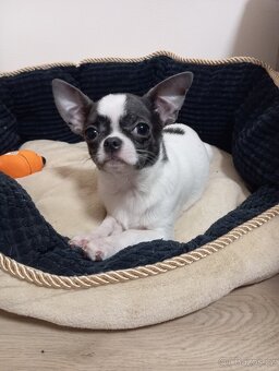 Štěně čivava - 2