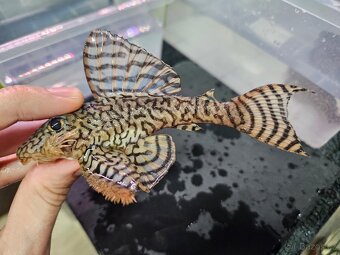 L 236 Super Yellow - chovné páry - 2