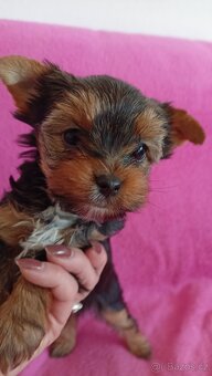 Jorkšírský teriér - 2