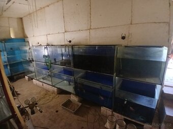 Akvarijni odchovna - 2