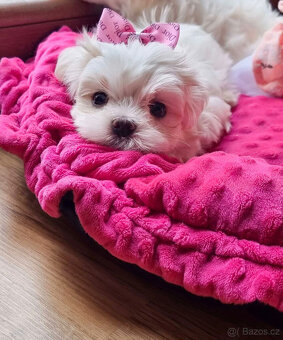 Maltézský psík , maltézáček - 2