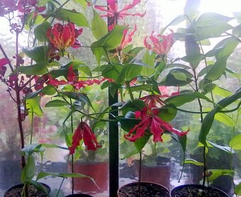 Gloriosa Rothschildiana - 2
