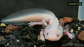 Axolotl od chovatele - axolotly.cz - 2