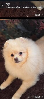 Pomeranian mini - 2