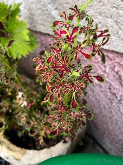 Africké kopřivy - 2