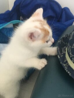 Sibiřská kočka - koťata 🐈 - 2